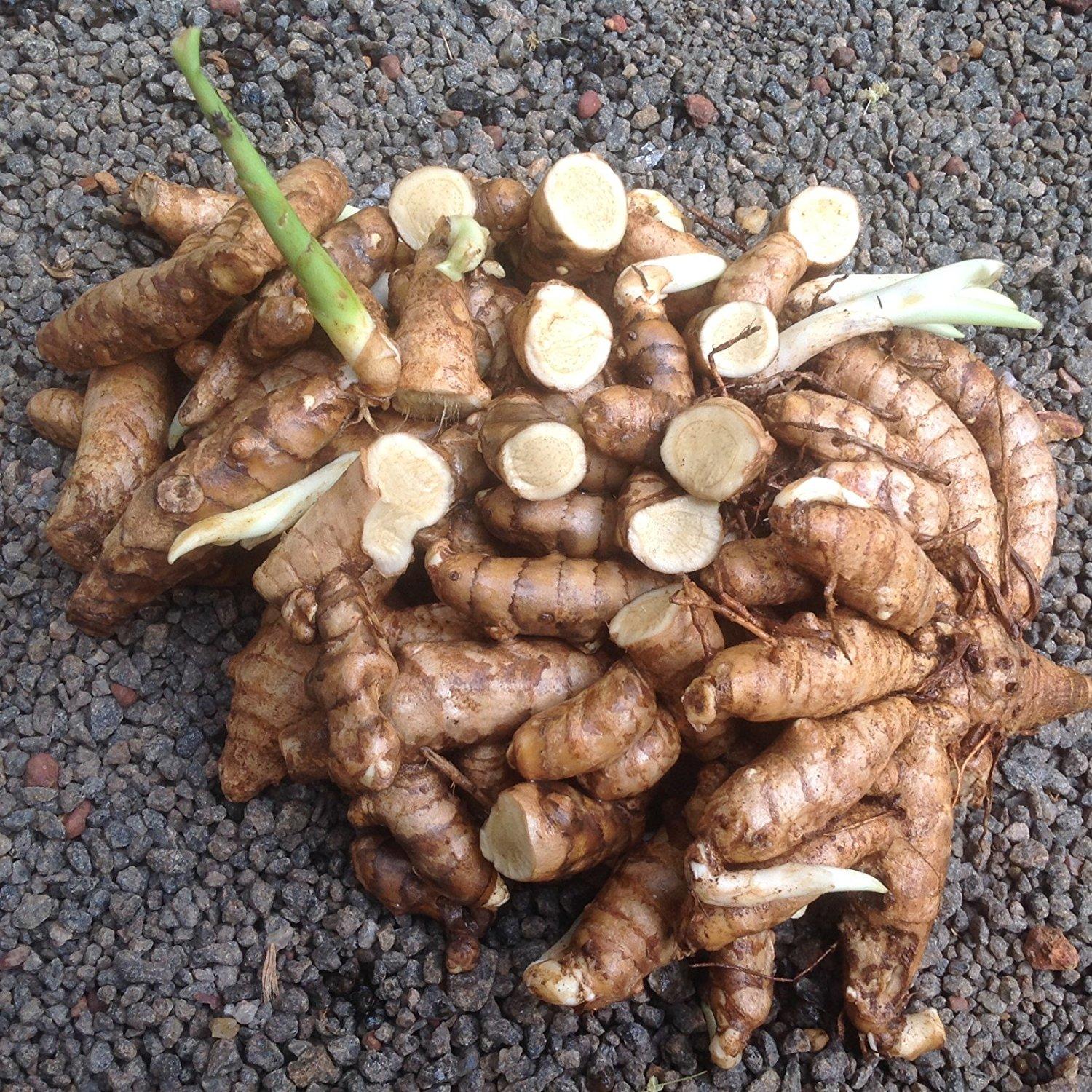 Curcuma zedoaria