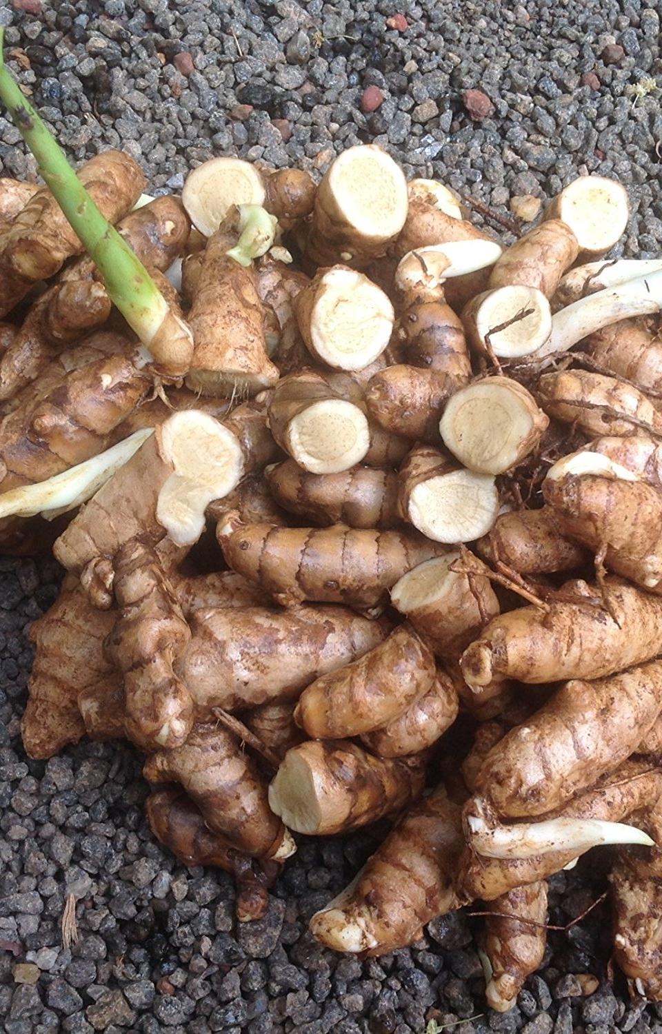 aimil-Curcuma-zedoaria