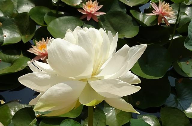 aimil-Nelumbo-nucifera