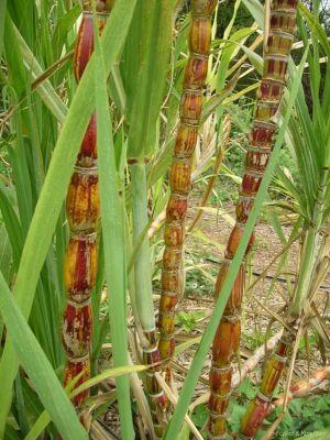 aimil-saccharum-officinarum