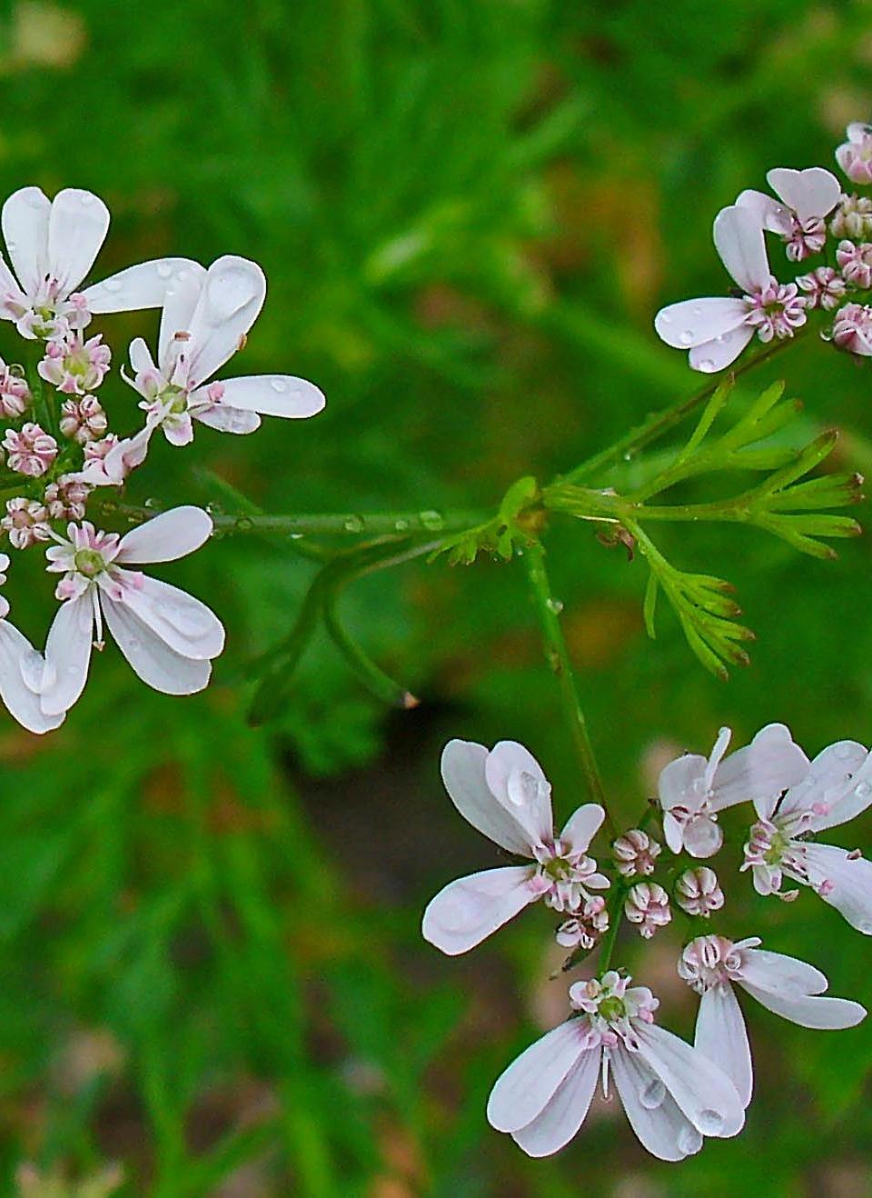 aimil-Coriandrum-sativum