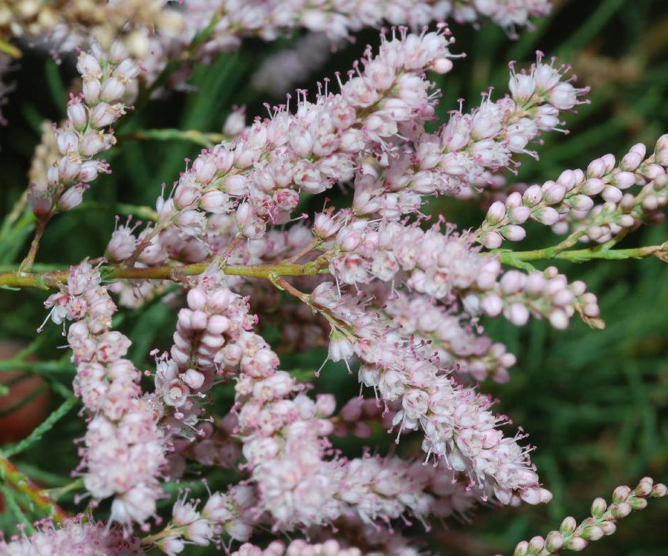 aimil-tamarix-gallica