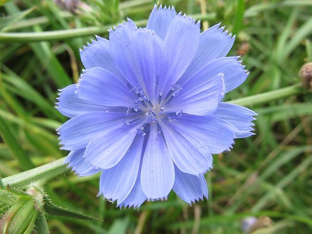 aimil-Cichorium-intybus