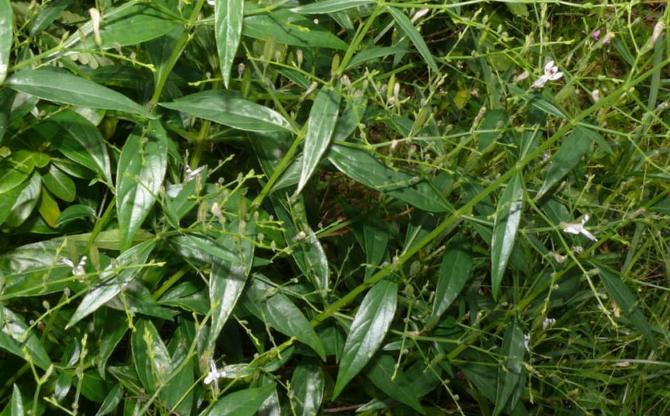 aimil-Andrographis-paniculata