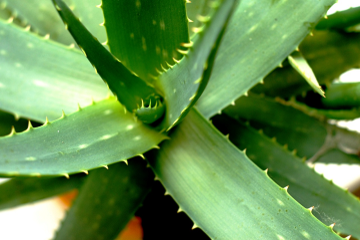 aimil-aloe-vera-360-360