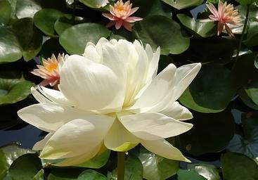 aimil-Nelumbo-nucifera