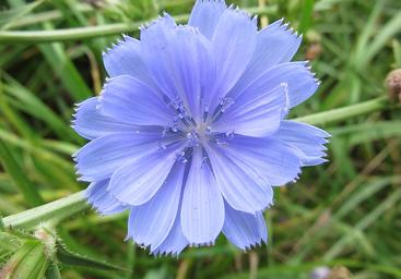 aimil-Cichorium-intybus