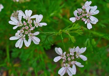 aimil-Coriandrum-sativum