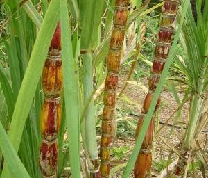 aimil-saccharum-officinarum