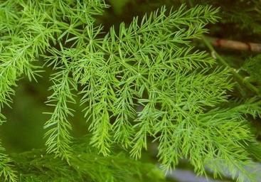 aimil-asparagus-racemosus-500x500