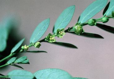 aimil-phyllanthus-amarus