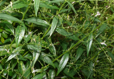 aimil-Andrographis-paniculata