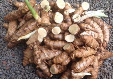 aimil-Curcuma-zedoaria