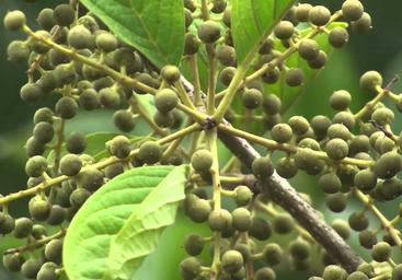 aimil-embelia-ribes