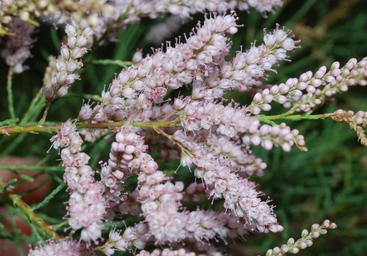 aimil-tamarix-gallica